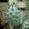 Tephrocactus_alexanderi_4